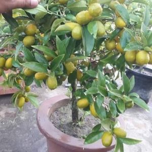 সুইট লেমন