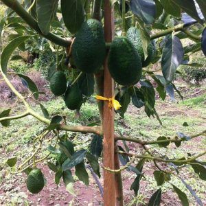 অ্যাভাকেডো