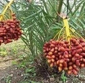 সৌদি খেজুর মরিওম