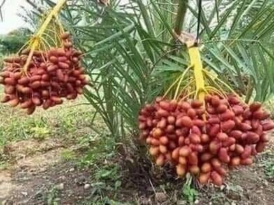 70375736_462229531034929_9030197954207547392_n