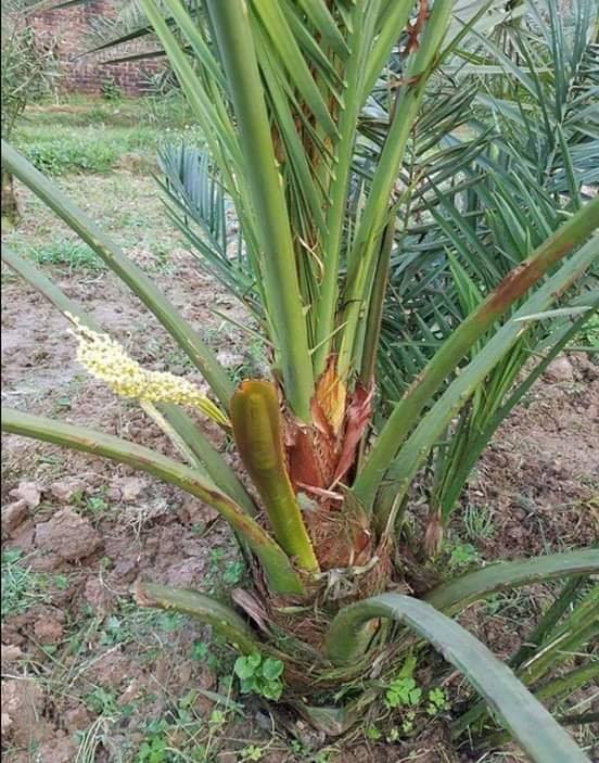 70534543_462229571034925_4422306023990099968_n