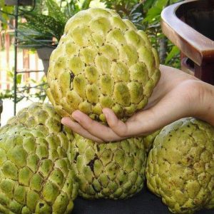 সুদানি আতা ফল