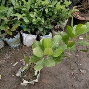 কাজুবাদাম