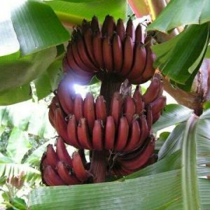 লাল অগ্নিসর কলা