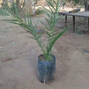 সৌদি খেজুর