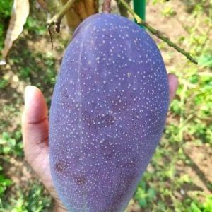 চিয়াংমাই আম