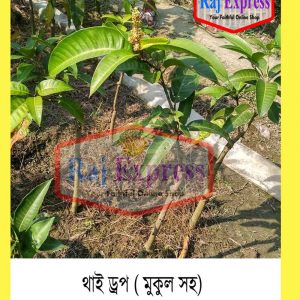 থাই ড্রপ