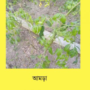 আমড়া