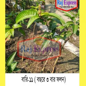 বারী- ১১ আম
