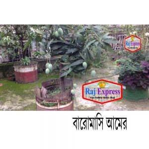 বারোমাসি আম