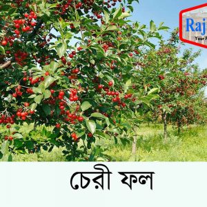 চেরী