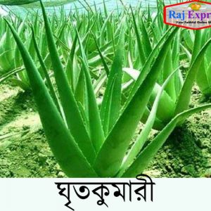 ঘৃতকুমারী