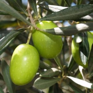 জয়তুন ফল