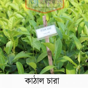 থাই কাঁঠাল ( বারোমাসি)