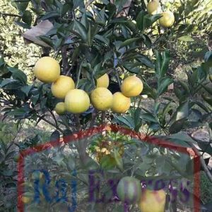 কমলা ( রাম রমগন)