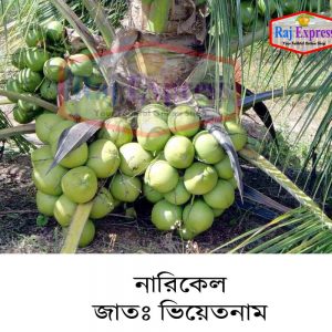 ভিয়েতনাম নারিকেল