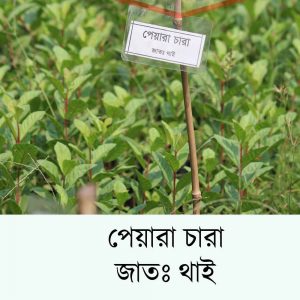 থাই পিয়ারা