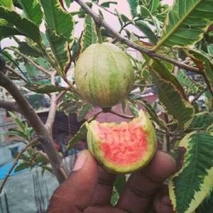 ভেরিগেট পেয়েরা