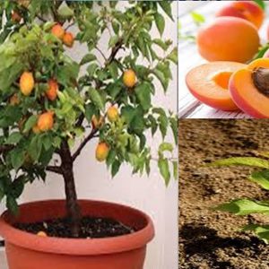 এপ্রিকট ফল