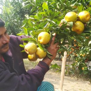 দাজিলিং কমলা