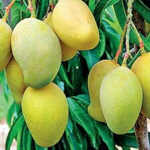 আঠি আম ২০ কেজি