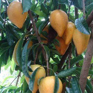 এগফ্রুট