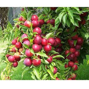 আলু বখরা