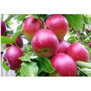 আপেল হরিমন ৯৯