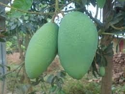 আসিনা-২০ কেজি