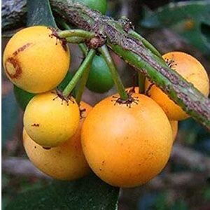 বারাব্বা