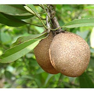 থাই ছবেদা