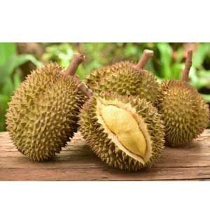 ডুরিয়ান কলম চারা