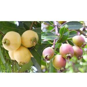 গোলাপজাম