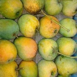 গোপালভোগ -২০ কেজি