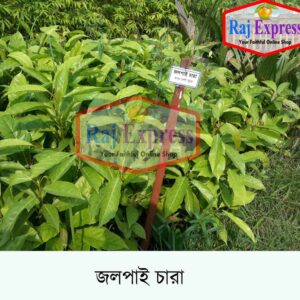 জলপাই মিষ্টি