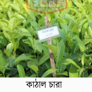 কাঁঠাল লাল