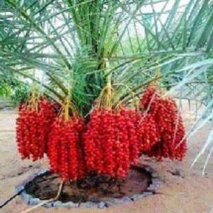 সৌদি খেজুর