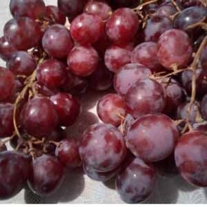 লাল আঙ্গুর