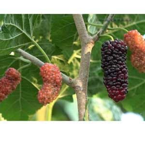 মালবেরি