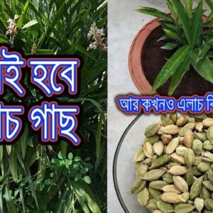 এলাচ গাছ