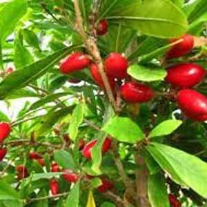 মিরাকেল বেরি