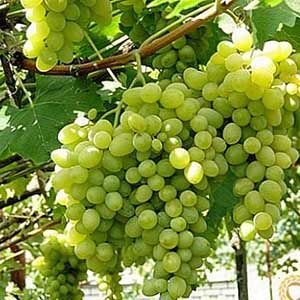 সাদা আঙ্গুর