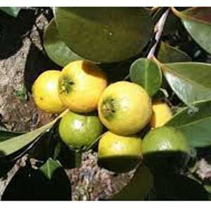 স্টবেরি পেয়ারা হলুদ