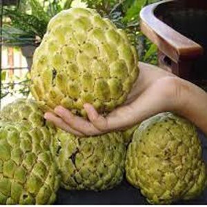 আতা সুদানি