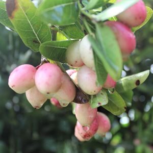 থাই মিস্টি করোমচা