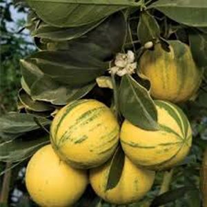 ভেরিগেট মাল্টা