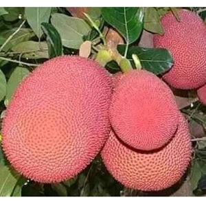 লাল কঠাল