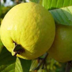 গোল্ডেন ৮ পেয়ারা