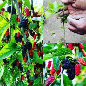 লং মালবেরি