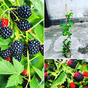 ব্লাকবেরি